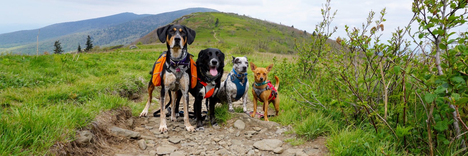 lifewithmutts's profile banner image