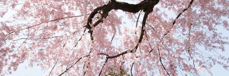 taebokkii's profile banner image