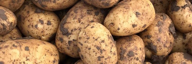 Whole Crop Marketing banner