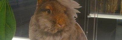 ebrahim hema  banner