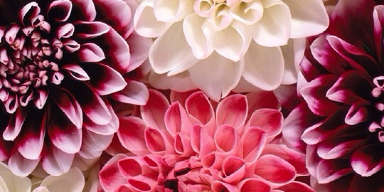 _sydneybaker's profile banner image