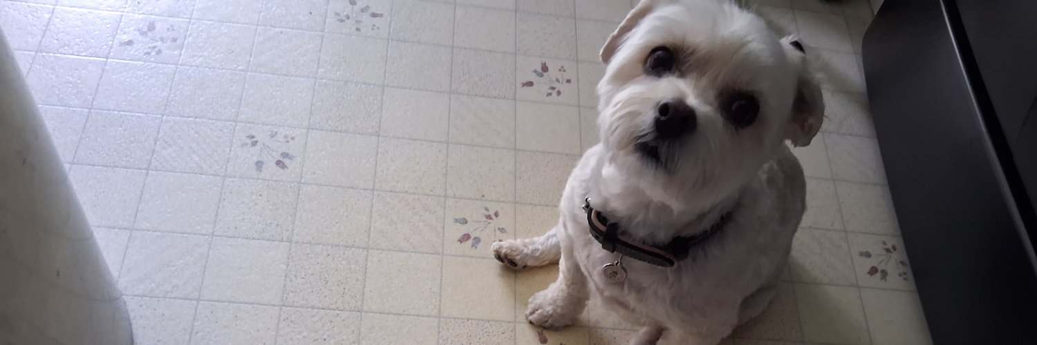 🌊🦄🦉Thea🐳🐝🌊 banner