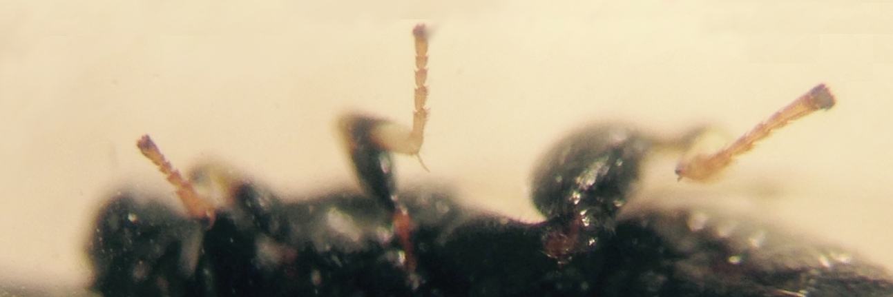 Molly Hunter Lab banner