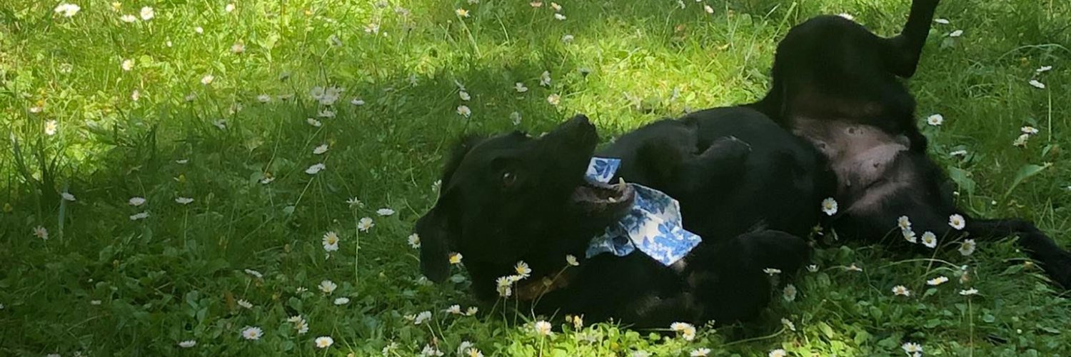 Iva Cermak Privrelova banner