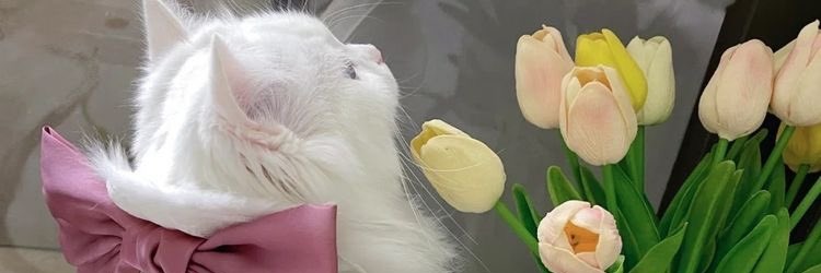 ֺ banner