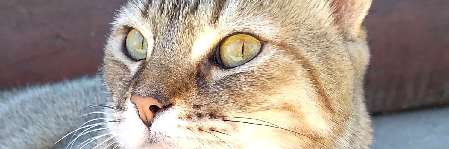 NaiiWilliams's profile banner image