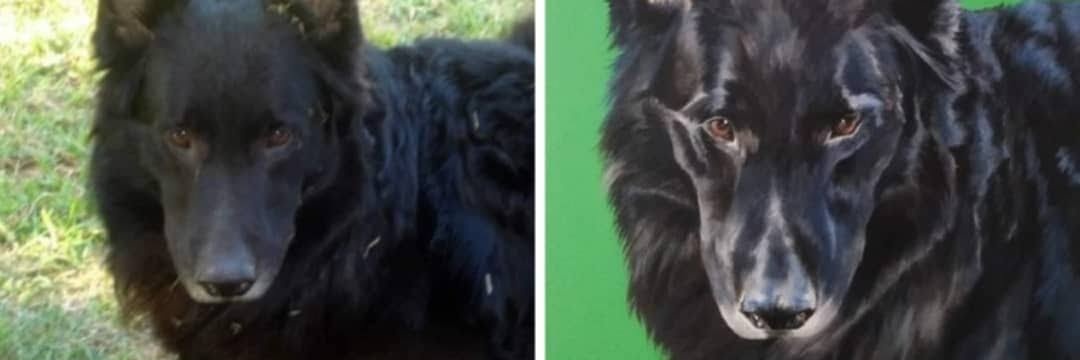 🐺🐶Sol ❤️🧉🇦🇷💙💛💙 banner