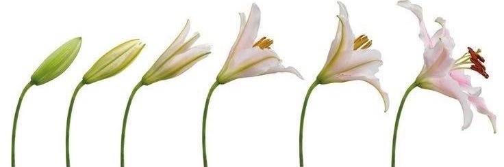 Jemi 🪷's banner