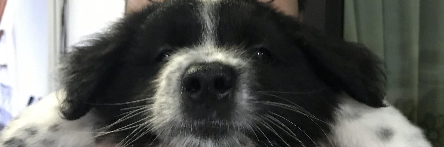 tweetybeert's profile banner image