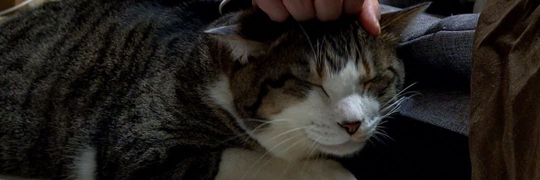 猫戸咲花(ねことえみか) banner