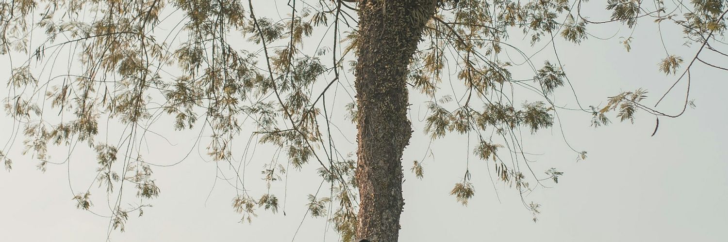 LutfieAS's profile banner image
