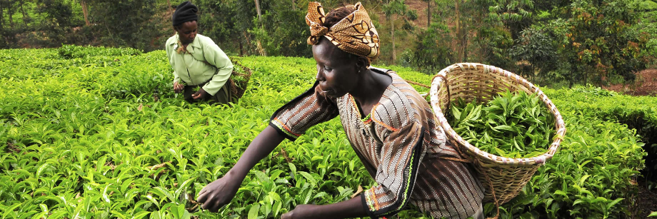 Ministry of Trade banner