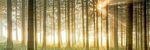 FrauNiveau's profile banner image