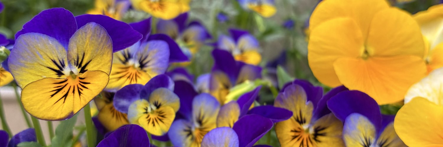 こもりん🐰🍀 banner