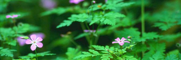 Vacheslav Profile Banner