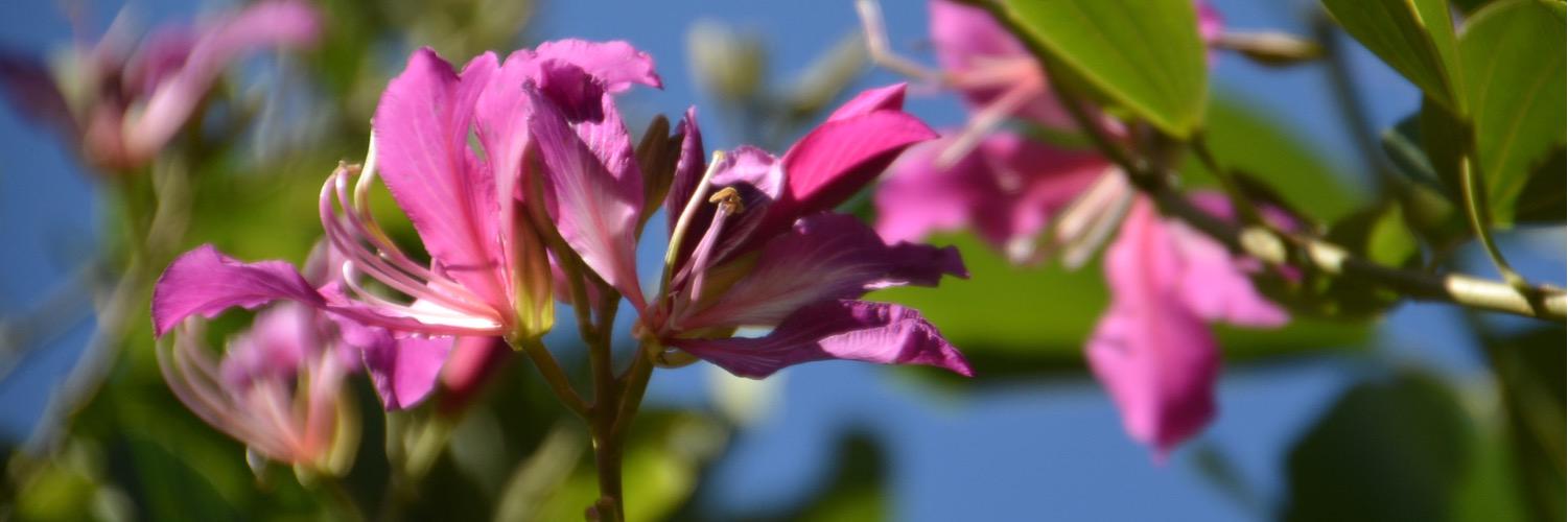 bwisegardens's profile banner image