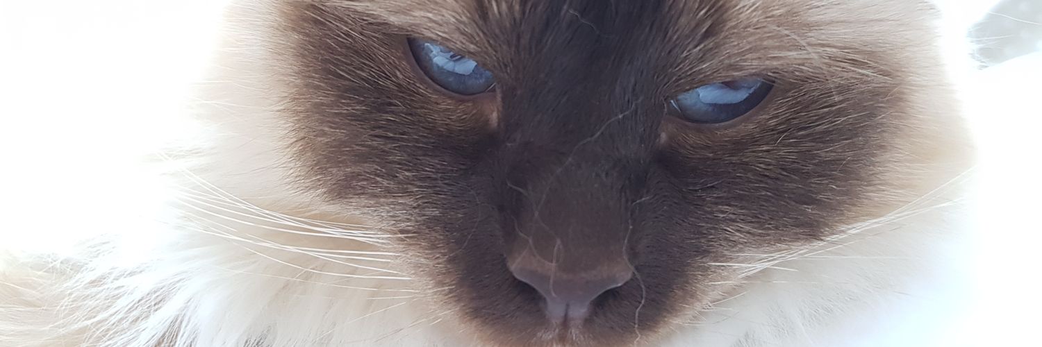 crazycatman2's profile banner image