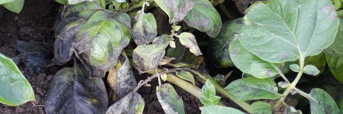 Megan Edmonds banner