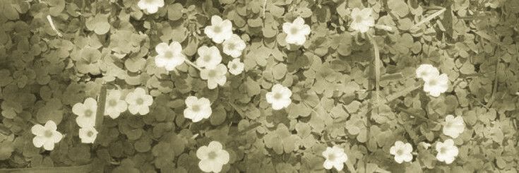 Niryangi's profile banner image