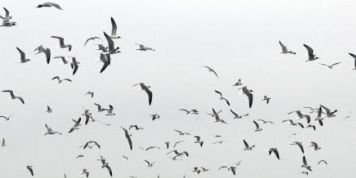 anaflorr97's profile banner image
