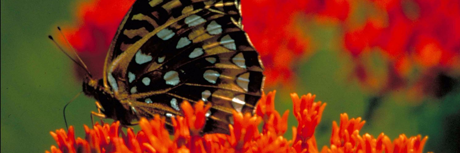 ButterflyWeed banner