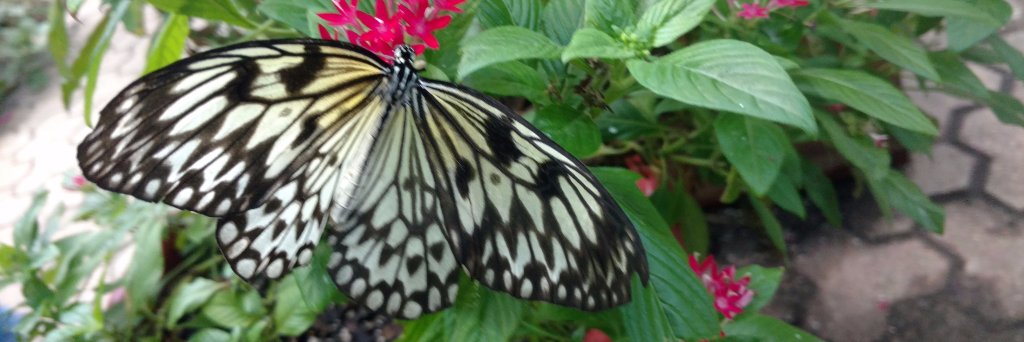 Becky Goolsby banner