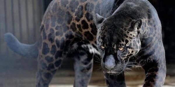ShermanMoreira's profile banner image