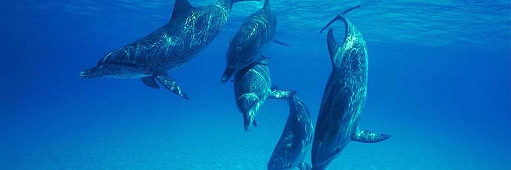 Morgan Tocker banner