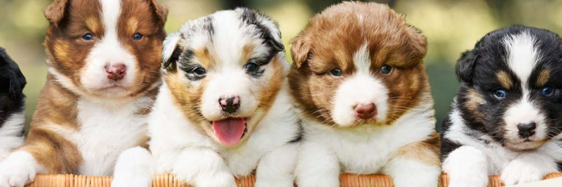KeystonePuppies's profile banner image