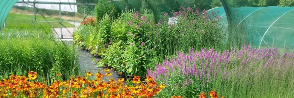 APerennials Profile Banner