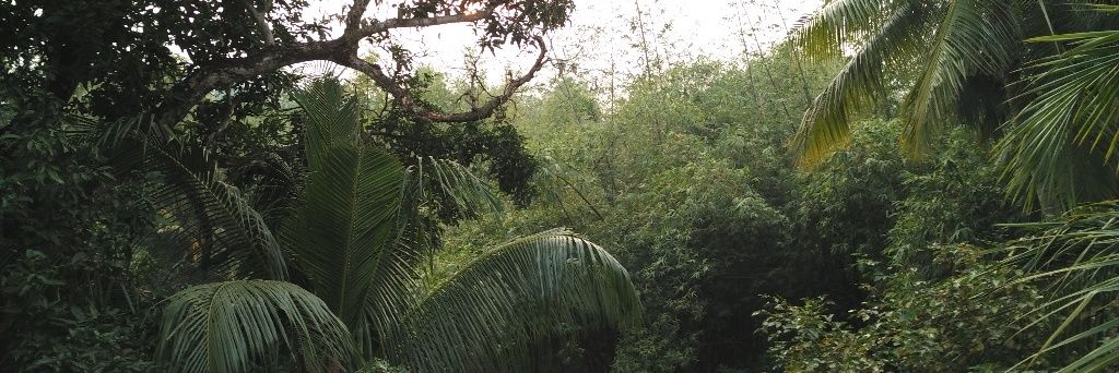 Pinaki Roy banner