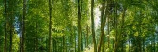 DemasDaniela's profile banner image