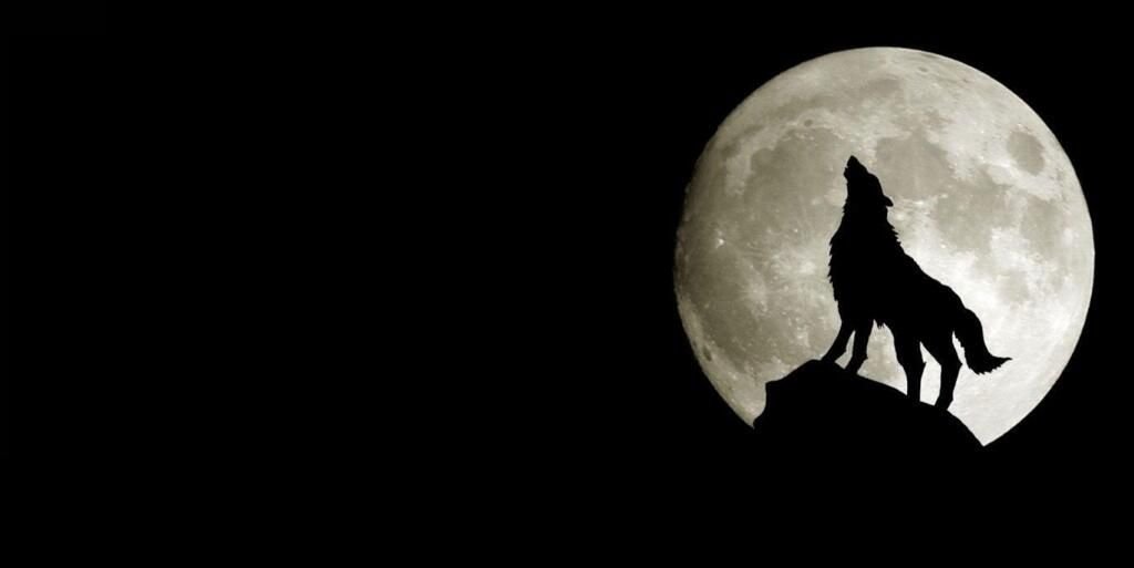BellaPesadilla's profile banner image