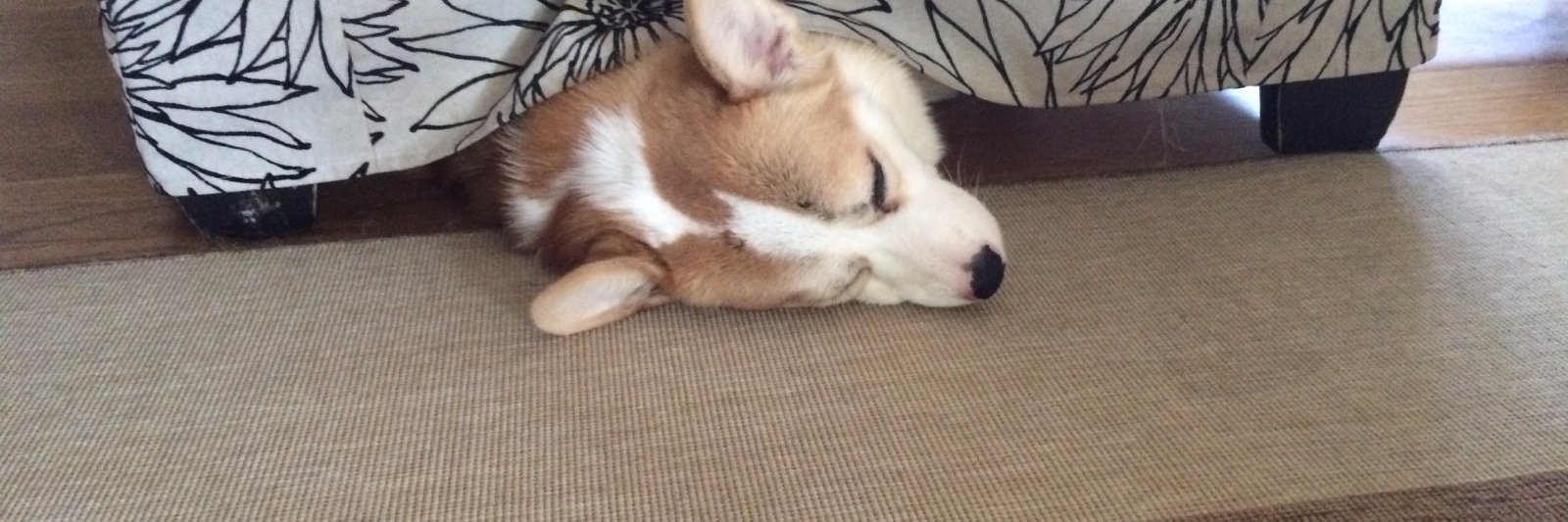 Corgi Commodore banner
