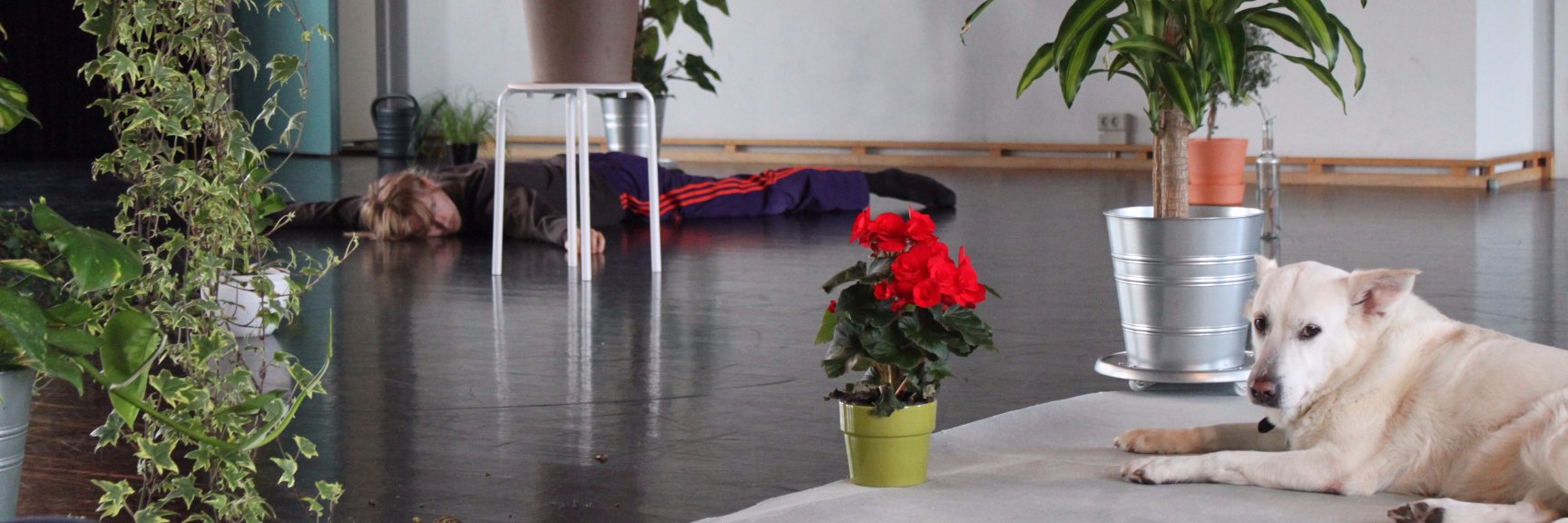 danceforplants's profile banner image
