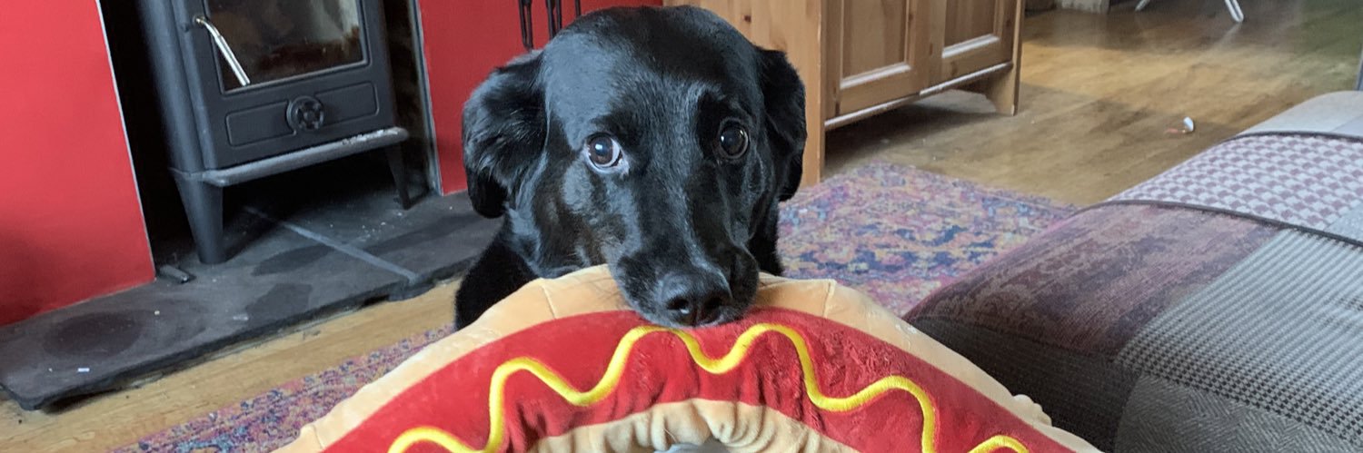 moldoggo's profile banner image