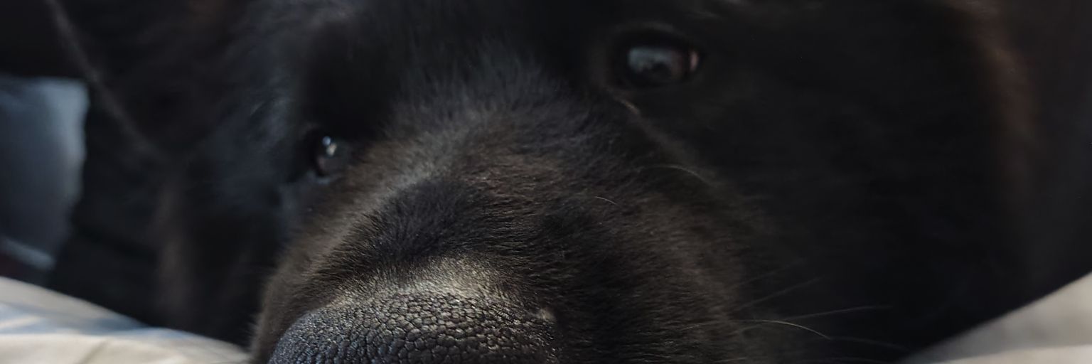 Isaahayres's profile banner image