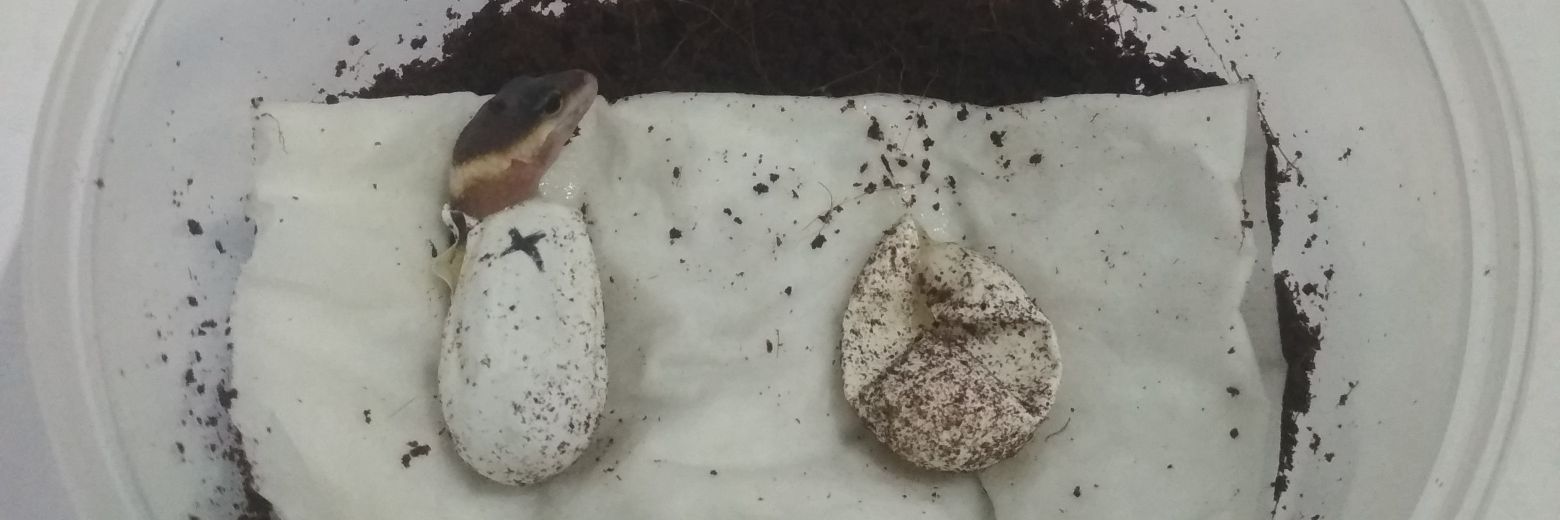 daengbettafish's profile banner image