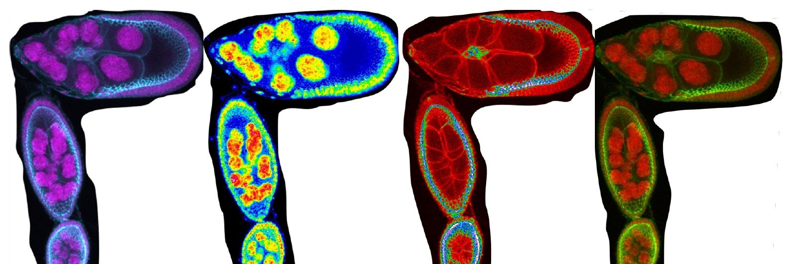 Drosophilosopher🔬💊 banner