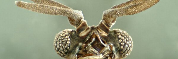 genagephart Profile Banner