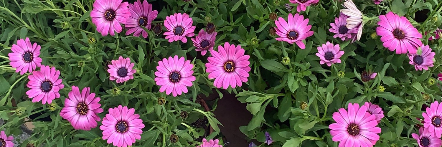 PaulaEG2's profile banner image