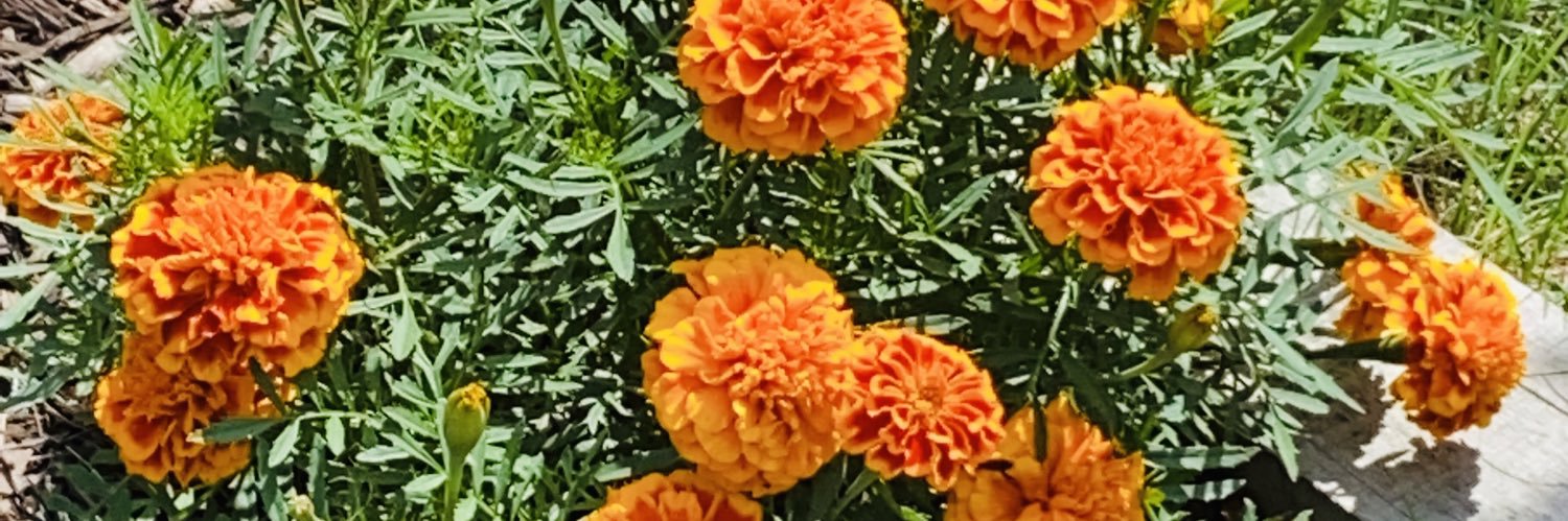 Sandraforminhas's profile banner image