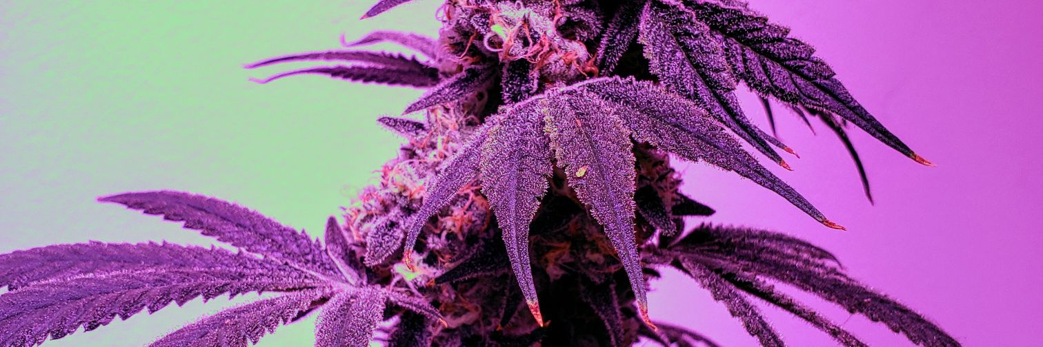 TheDetroitBudco's profile banner image