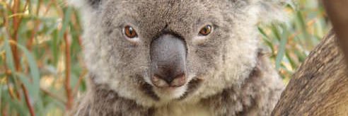 The koala banner