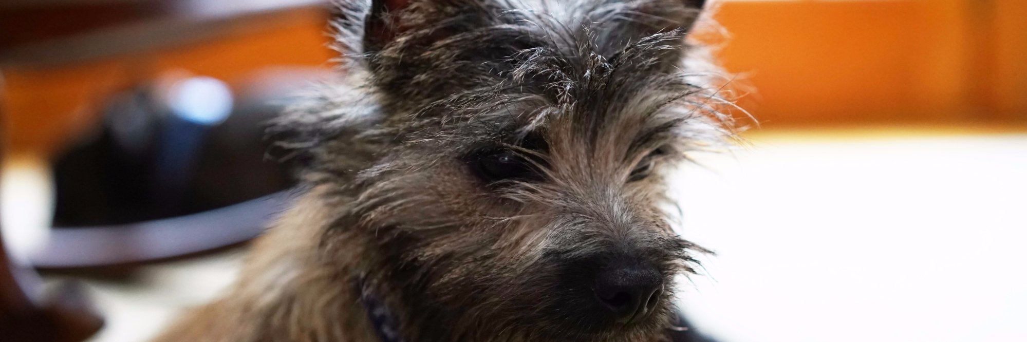 Devin Rogerino banner