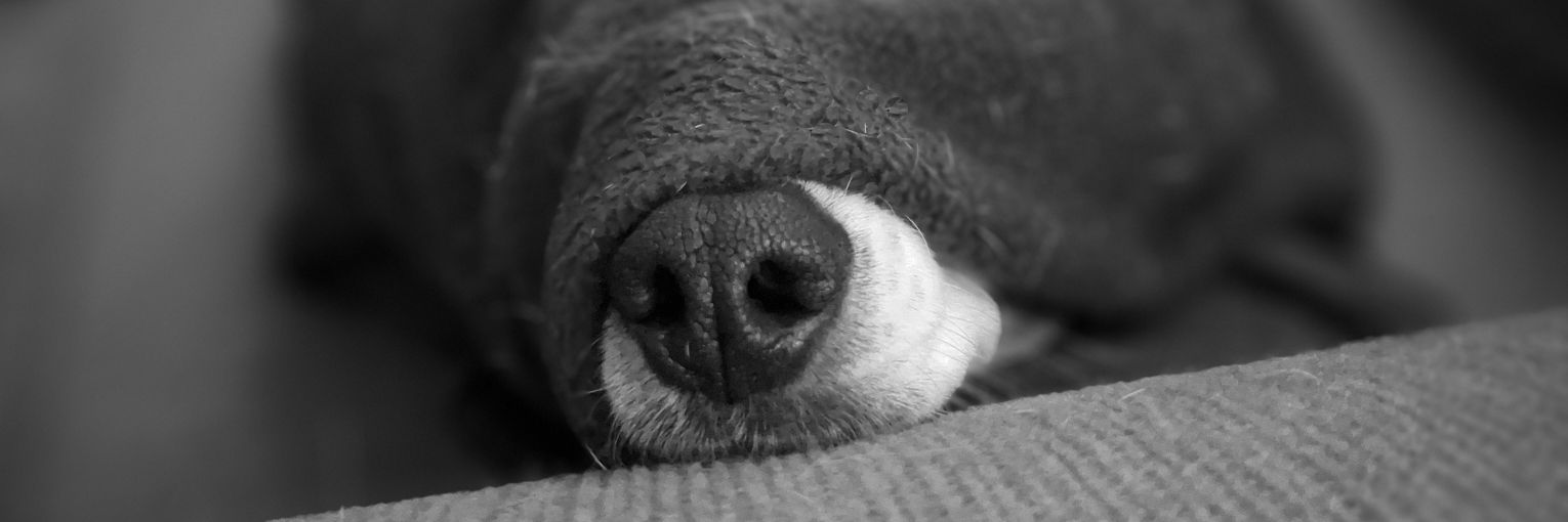 CottageDew's profile banner image