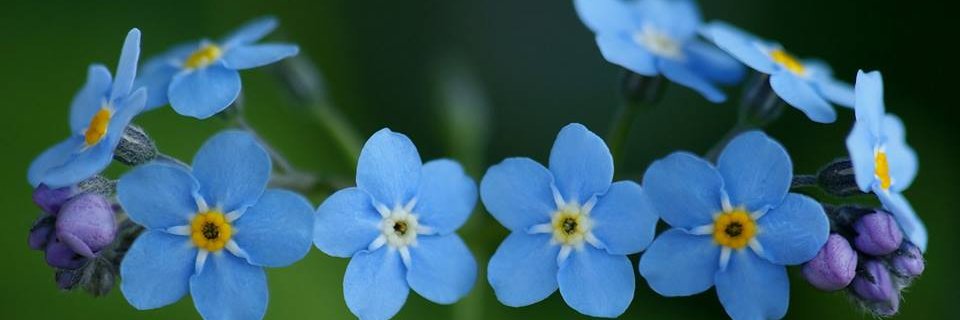 NW Dementia Network banner