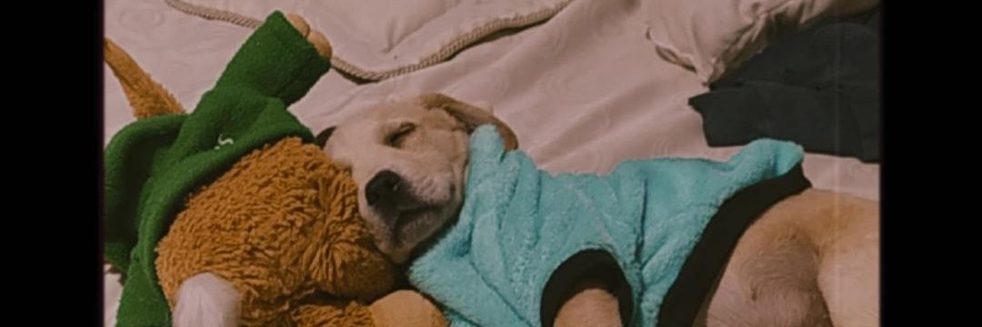 valechirlo's profile banner image