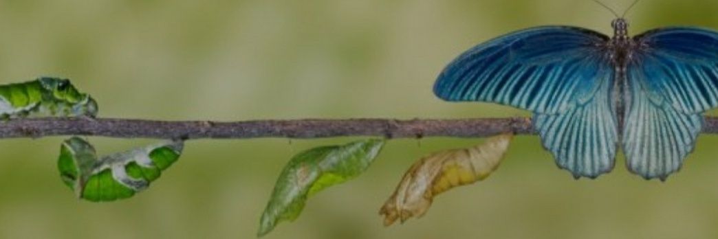 Mara 🦋 banner