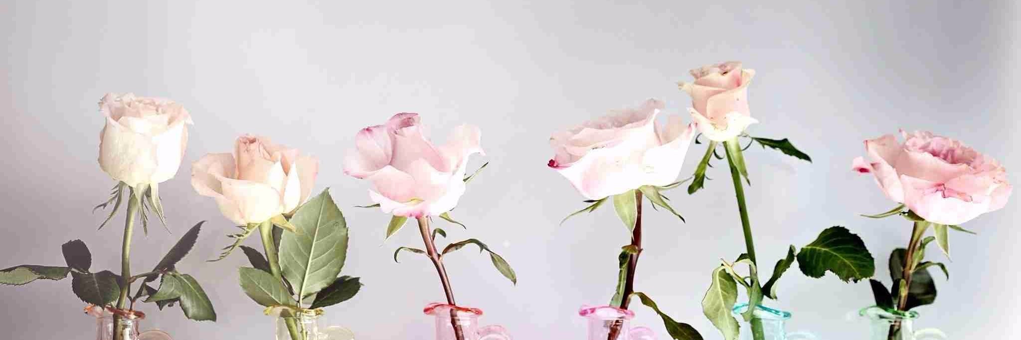 Radwa_Arafaa's profile banner image